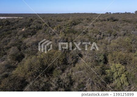 Pampas forest, Calden tree, Prosopis Caldenia, endemic species in La Pampa, Patagonia, Argentina Pampas forest, Calden tree, Prosopis Caldenia, endemic species in La Pampa, Patagonia, Argentina 139125899