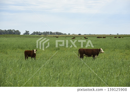 Countryside landscape with cows grazing, La Pampa, Argentina Countryside landscape with cows grazing, La Pampa, Argentina 139125908