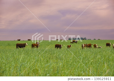 Countryside landscape with cows grazing, La Pampa, Argentina Countryside landscape with cows grazing, La Pampa, Argentina 139125911