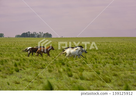 Herd of horses in the coutryside, La Pampa province, Patagonia, Argentina. Herd of horses in the coutryside, La Pampa province, Patagonia, Argentina. 139125912