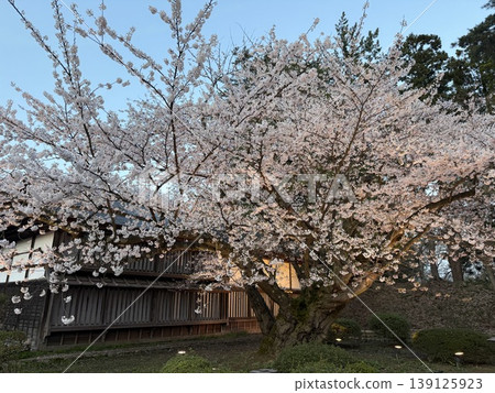 弘前公園:日本最古老的樹 弘前公園:日本最古老的樹 139125923