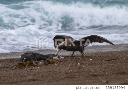 Giant Petrel , Peninsula Valdes, Unesco World heritage site, Chubut Province, Patagonia, Argentina. Giant Petrel , Peninsula Valdes, Unesco World heritage site, Chubut Province, Patagonia, Argentina. 139125994