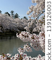弘前公園的櫻花 139126003