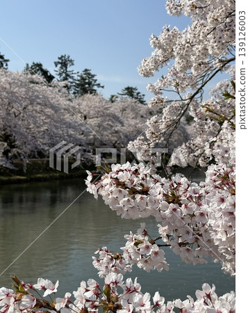 弘前公園的櫻花 弘前公園的櫻花 139126003