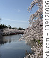 弘前公園的櫻花 139126006