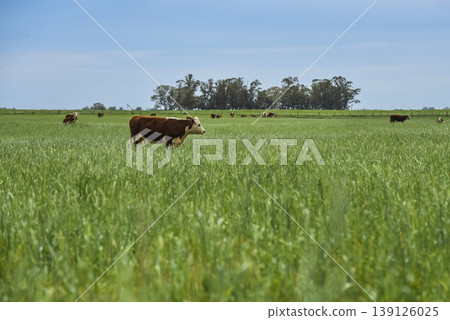 Countryside landscape with cows grazing, Countryside landscape with cows grazing, 139126025