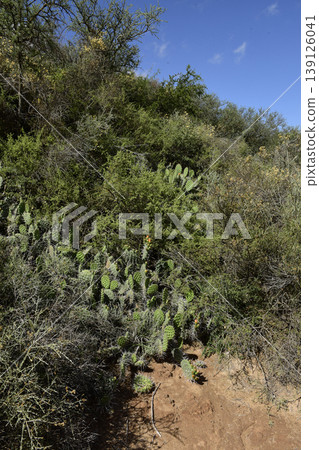 Cactus in calden forest landscape, La Pampa province, Patagonia, Argentina. 139126041