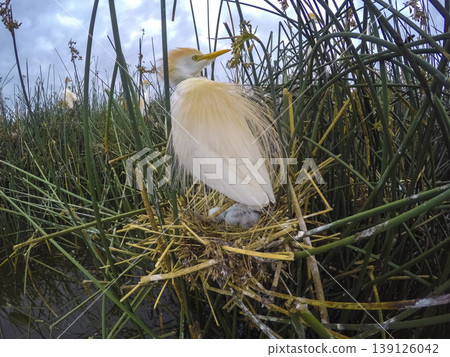 Cattle Egret, Bubulcus ibis, nesting, La Pampa Province, Patagonia, Argentina Cattle Egret, Bubulcus ibis, nesting, La Pampa Province, Patagonia, Argentina 139126042