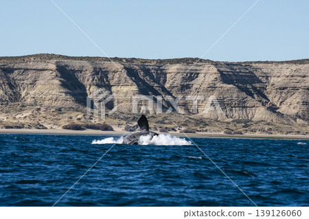 Sohutern right whale jumping, endangered species, Sohutern right whale jumping, endangered species, 139126060