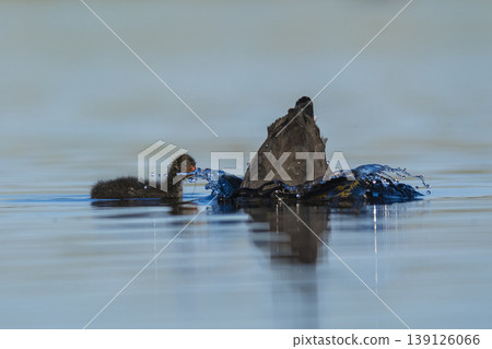 White winged coot, diving to look for food, La Pampa province, Patagonia,  Argentina. 139126066