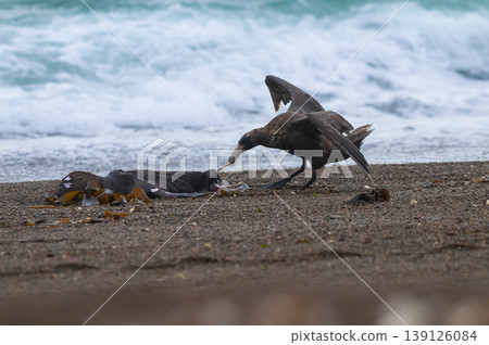 Giant Petrel , Peninsula Valdes, Giant Petrel , Peninsula Valdes, 139126084