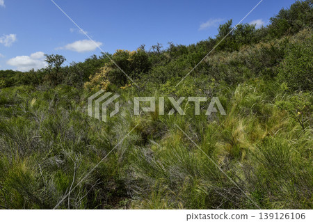 Calden forest grass landscape,  La Pampa province, Patagonia, Argentina. 139126106