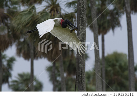 Jabiru Stork, in a marsh environment Jabiru Stork, in a marsh environment 139126111