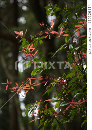 Beautiful red new shoots on trees in the forest Beautiful red new shoots on trees in the forest 139126114