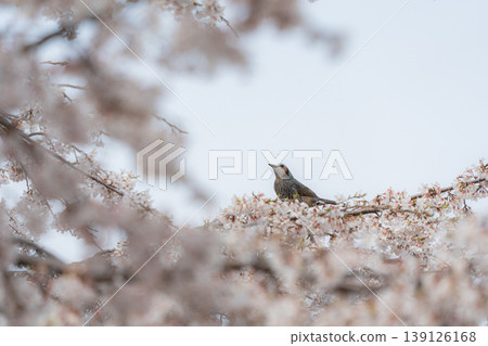 一隻小鳥棲息在櫻桃樹上 一隻小鳥棲息在櫻桃樹上 139126168
