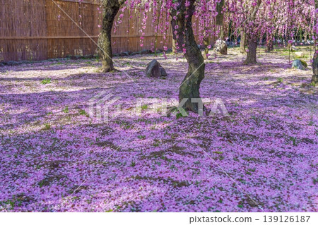 Pink weeping plum blossoms in a Japanese garden and a carpet of fallen petals. 139126187