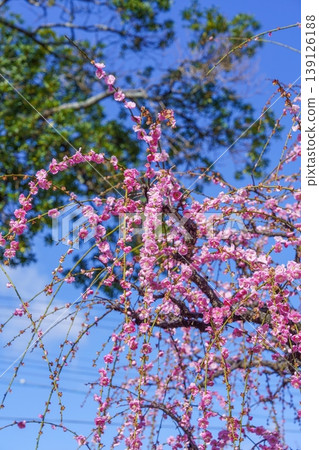 A scene of vibrant pink weeping plum blossoms and fresh green leaves in full bloom, viewed against a blue sky. A scene of vibrant pink weeping plum blossoms and fresh green leaves in full bloom, viewed against a blue sky. 139126188