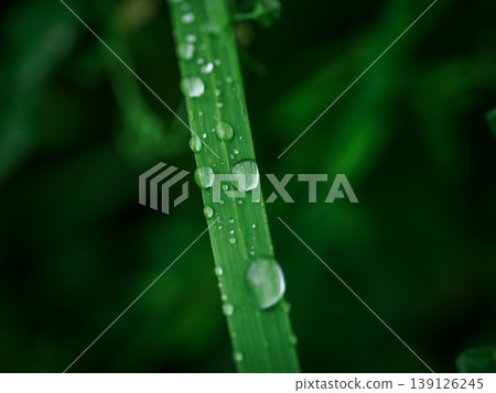 草葉上沾著水滴的微距攝影。 草葉上沾著水滴的微距攝影。 139126245