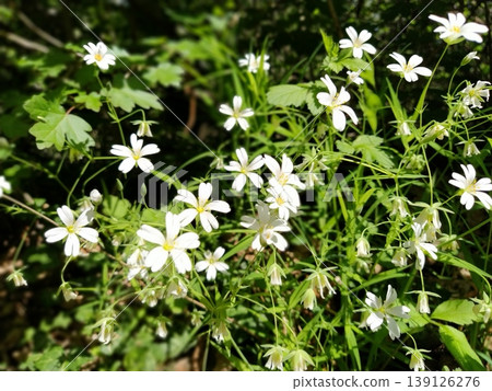 Forest starfish. Delicate white flowers in the forest. Antidiabetic agent, natural sweetener. Beautiful medicinal plants. Soft focus Forest starfish. Delicate white flowers in the forest. Antidiabetic agent, natural sweetener. Beautiful medicinal plants. Soft focus 139126276