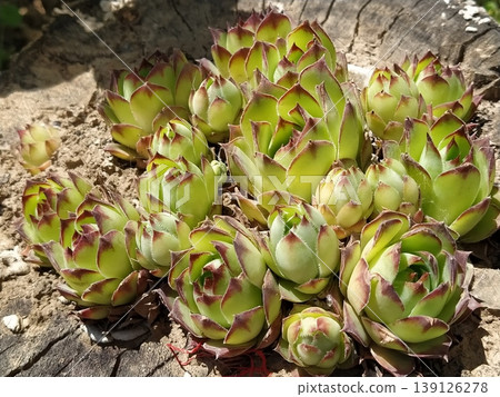 Echeveria or stone rose plant, light green color side view in close up on wooden background Echeveria or stone rose plant, light green color side view in close up on wooden background 139126278