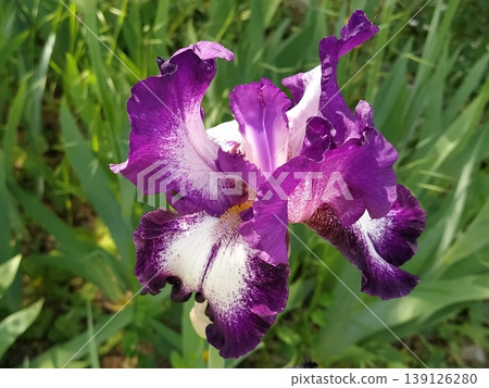 Beautiful purple iris with a white middle. Curved graceful bright flower petals. Green blurred background. Breeding grade of iris. Large blooming bud. Thin long leaves. Postcard Beautiful purple iris with a white middle. Curved graceful bright flower petals. Green blurred background. Breeding grade of iris. Large blooming bud. Thin long leaves. Postcard 139126280