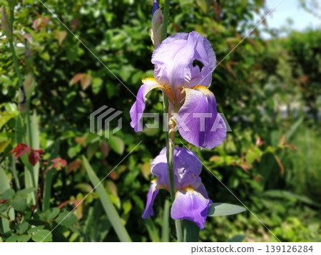 Beautiful purple iris with a white middle. Curved graceful bright flower petals. Green blurred background. Breeding grade of iris. Large blooming bud. Thin long leaves 139126284