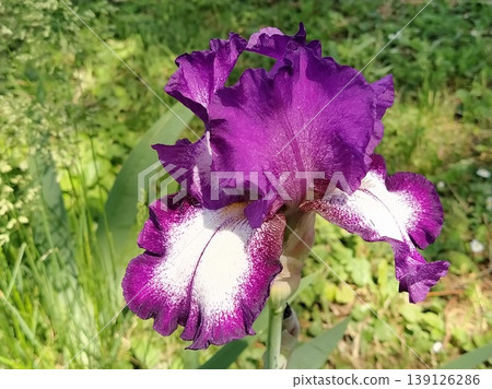 Iris garden closeup white middle of purple fringe. Curved graceful bright flower petals. Green blurred background. Breeding grade of iris. Large blooming bud. Thin long leaves Iris garden closeup white middle of purple fringe. Curved graceful bright flower petals. Green blurred background. Breeding grade of iris. Large blooming bud. Thin long leaves 139126286