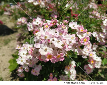 Pink beautiful flowers in the flowerbed. Design and decoration elements of a city park. Many pink flowers and buds on a bush. Defocused effect around the edges of the photo. Soft focus 139126300