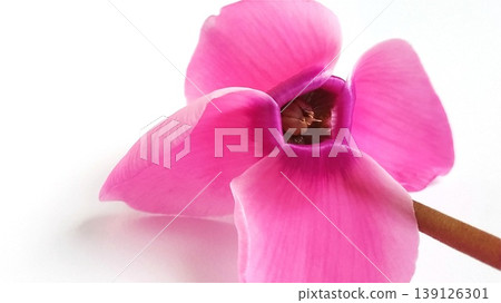 Pink cyclamen flower on a white background. A tender plant is ripped off. Petals turned back, brown stalk, dark core at the flower 139126301