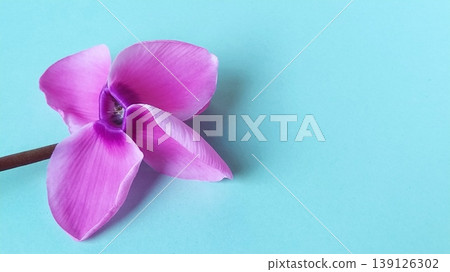 Pink cyclamen flower on a blue background. A tender plant is ripped off. Greeting card or congratulation on March 8 or mothers day. 139126302