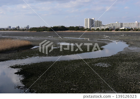 落潮時的八津灘塗 落潮時的八津灘塗 139126323