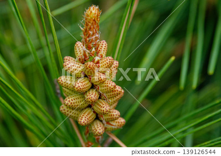 Japanese black pine (Pinus thunbergii) male and female flowers Japanese black pine (Pinus thunbergii) male and female flowers 139126544