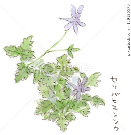 一種春季植物,花朵形似燕子或飛機。翠雀花(Delphinium grandiflorum)水彩插圖。 一種春季植物,花朵形似燕子或飛機。翠雀花(Delphinium grandiflorum)水彩插圖。 139126579