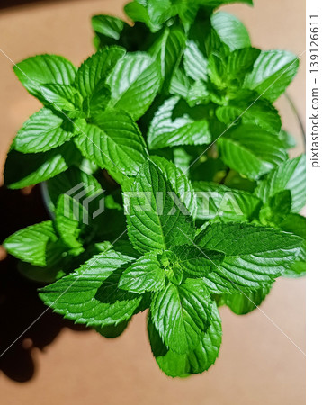 Fresh Mint Leaves in Sunlight on Wooden Table Top View Fresh Mint Leaves in Sunlight on Wooden Table Top View 139126611