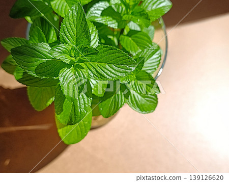 Fresh Mint in Sunlight on Wooden Table Top View Fresh Mint in Sunlight on Wooden Table Top View 139126620