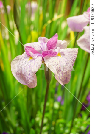 Early summer iris flower 139126629