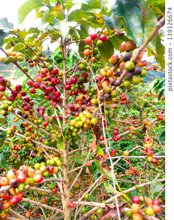 Coffee plantation with ripe and green cherries on the branch in different stages of ripening. Concepts of Brazilian coffee agribusiness 139126674