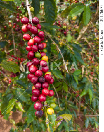 Coffee plantation with ripe and green cherries on the branch in different stages of ripening. Concepts of Brazilian coffee agribusiness 139126675