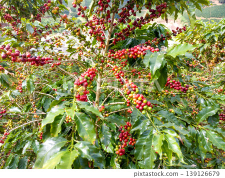 Coffee plantation with ripe and green cherries on the branch in different stages of ripening. Concepts of Brazilian coffee agribusiness 139126679