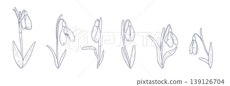 Hand drawn snowdrop flower set Hand drawn snowdrop flower set 139126704