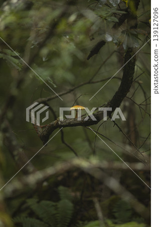 樹枝上長出的蘑菇 樹枝上長出的蘑菇 139127096