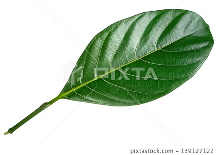 Jackfruit leaf isolated on white background 139127122