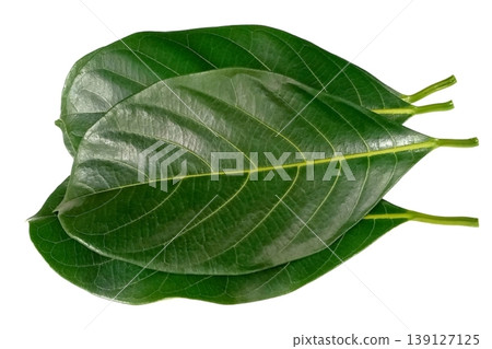 Jackfruit leaf isolated on white background Jackfruit leaf isolated on white background 139127125