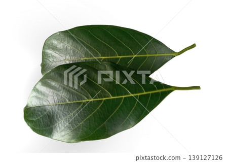 Jackfruit leaf isolated on white background Jackfruit leaf isolated on white background 139127126