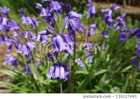 風鈴草的紫色花朵 風鈴草的紫色花朵 139127493