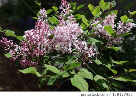 Flowers of a dwarf lilac that blooms throughout the seasons 139127495