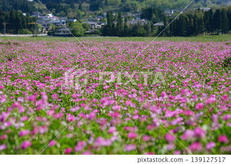 A spring rural landscape with blooming lotus flowers (Maru Yonemaru, Aira City, Kagoshima Prefecture) A spring rural landscape with blooming lotus flowers (Maru Yonemaru, Aira City, Kagoshima Prefecture) 139127517