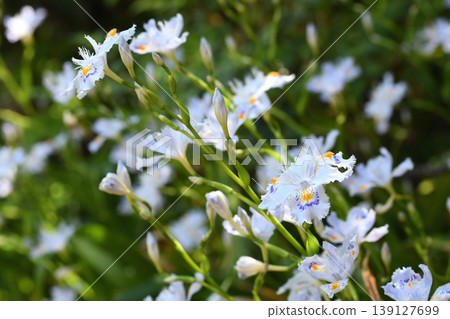 Iris flowers blooming on the forest floor in early summer Iris flowers blooming on the forest floor in early summer 139127699