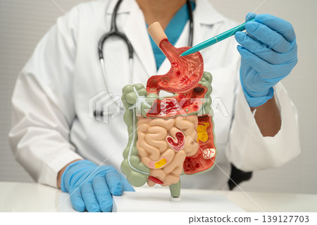 Digestive system with stomach and intestine, Asian doctor holding human model. 139127703