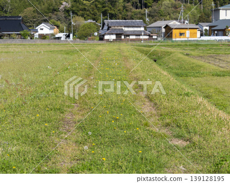 Dandelions and their fluff blooming along the rice paddy paths. 139128195